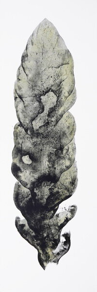 Pucuk Penawar ( Daun Tempuyung )