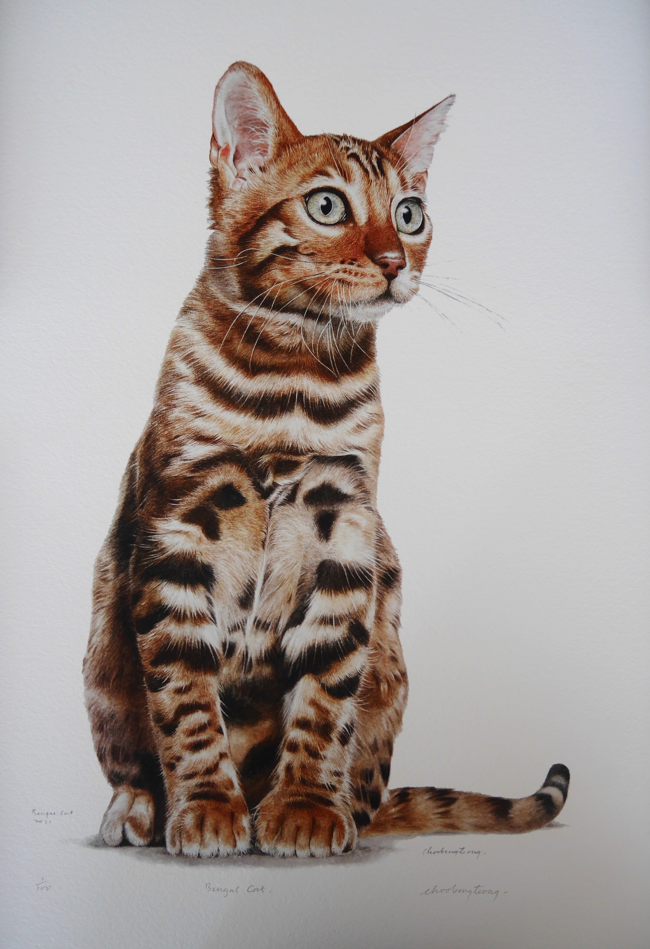 BENGAL CAT II