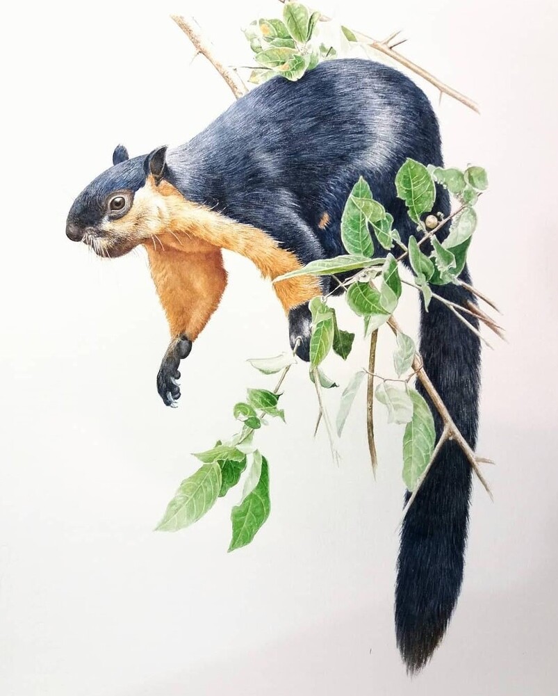 BLACK GIANT SQUIRREL