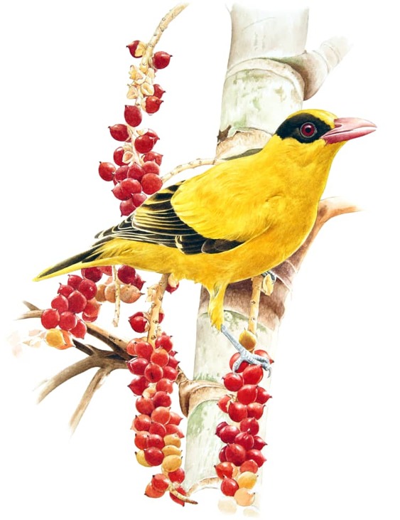 BLACK NAPED ORIOLE