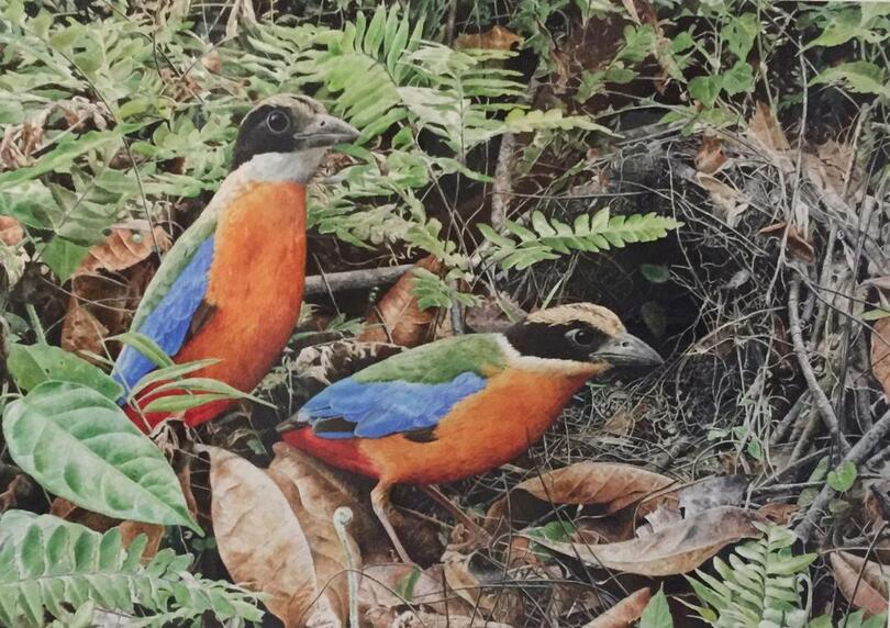 BLUE WINGED PITTA