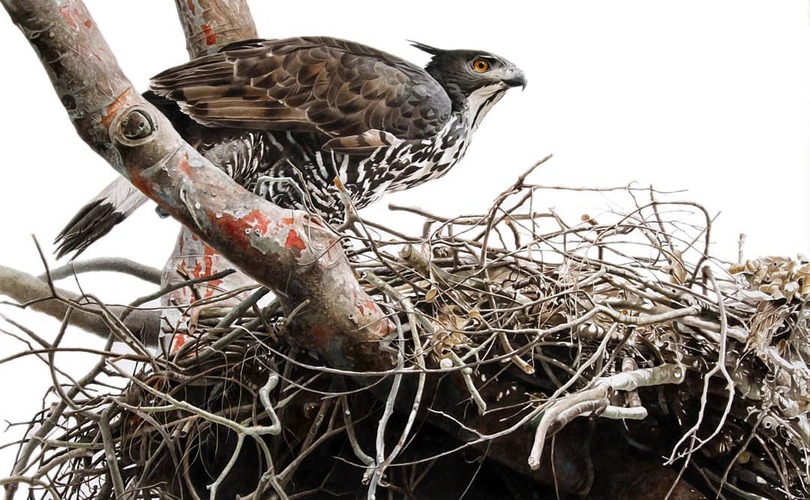BLYTH'S HAWK EAGLE