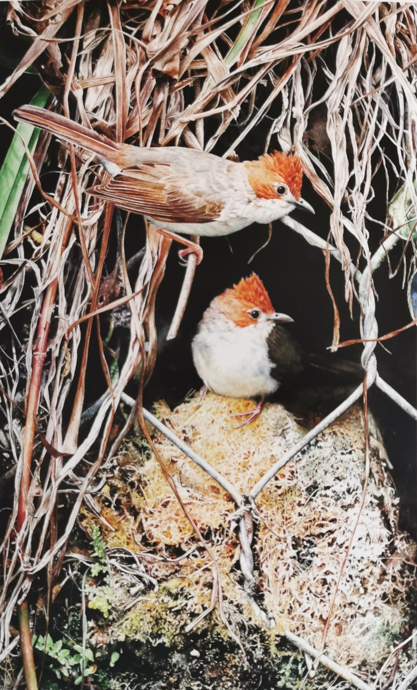 CHESTNUT CRESTED YUNIHANA