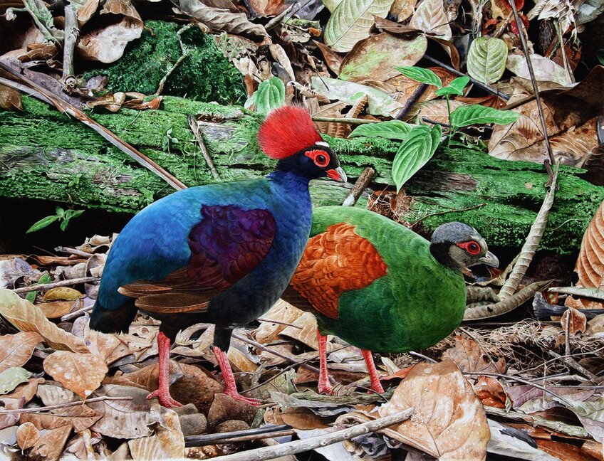 CRESTED PATRIDGE