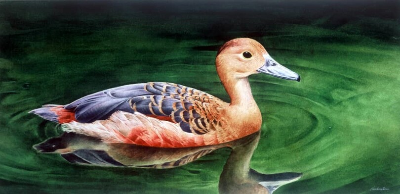 LESSER WHISTLING DUCK