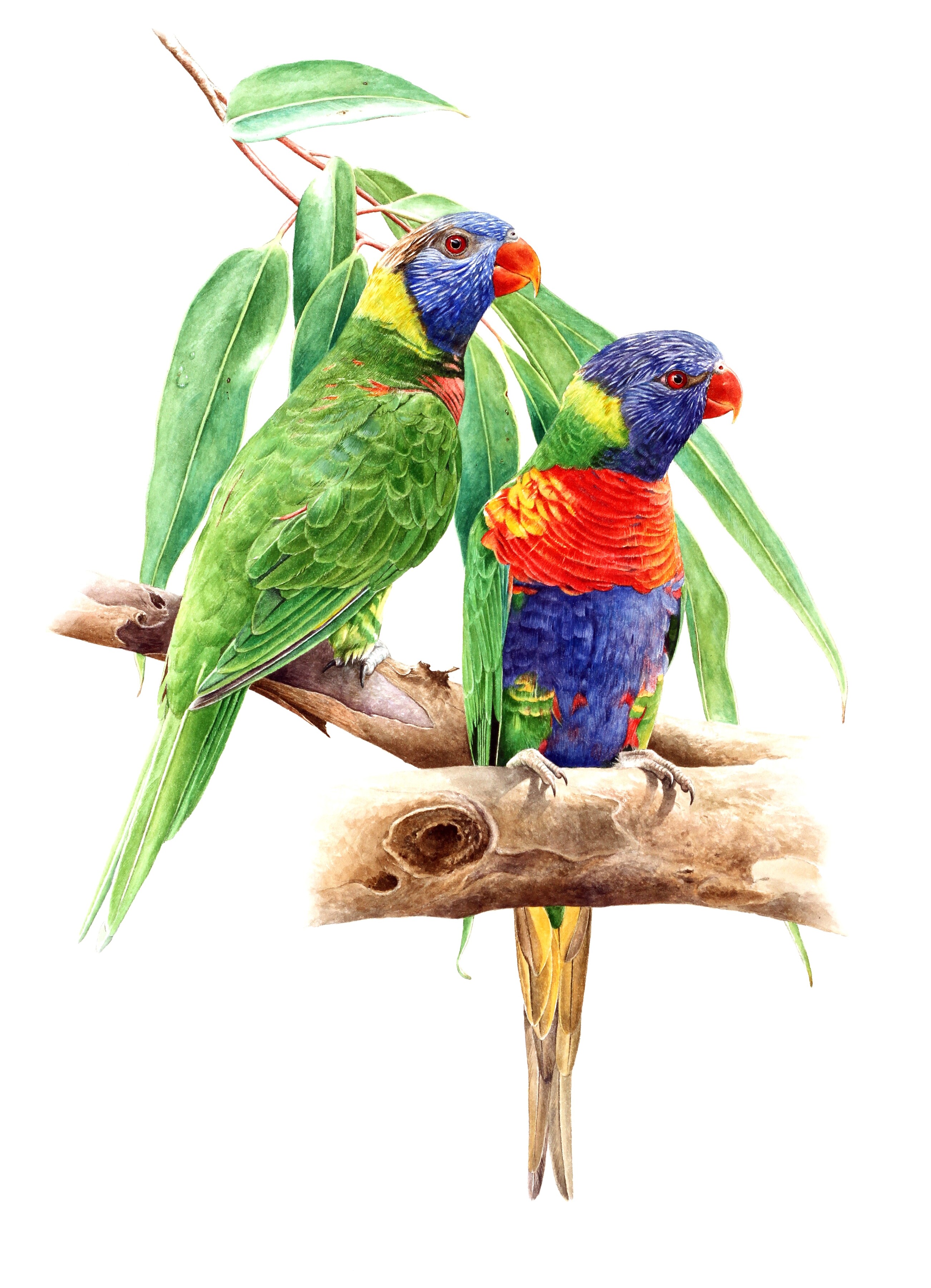 RAINBOW LORIKEET