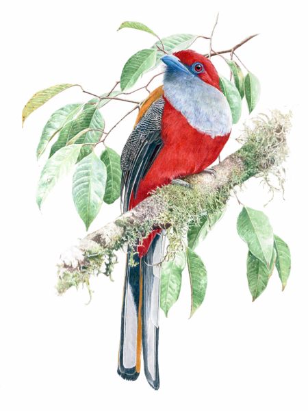 WHITEHEAD'S TROGON
