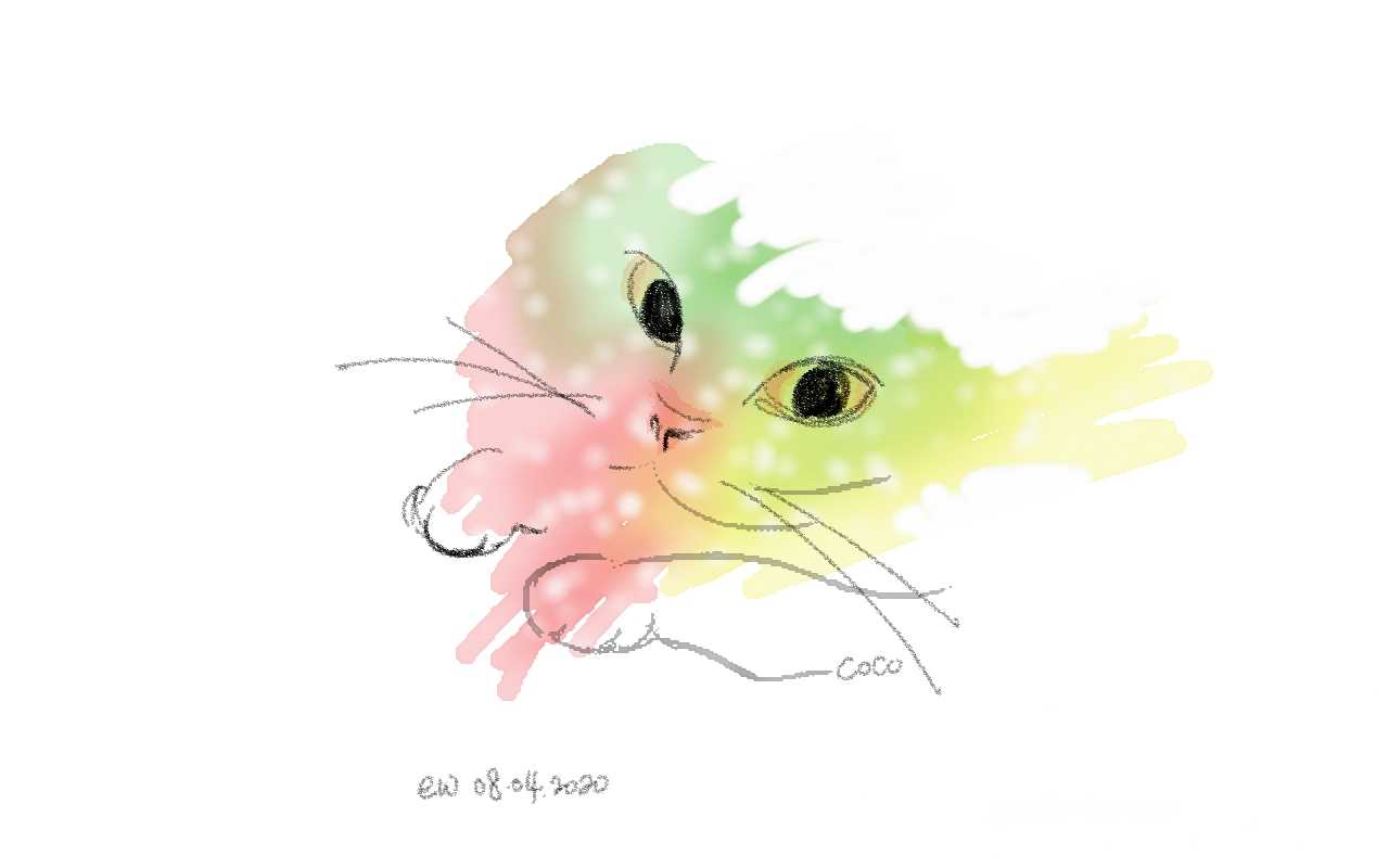 Cat Coco