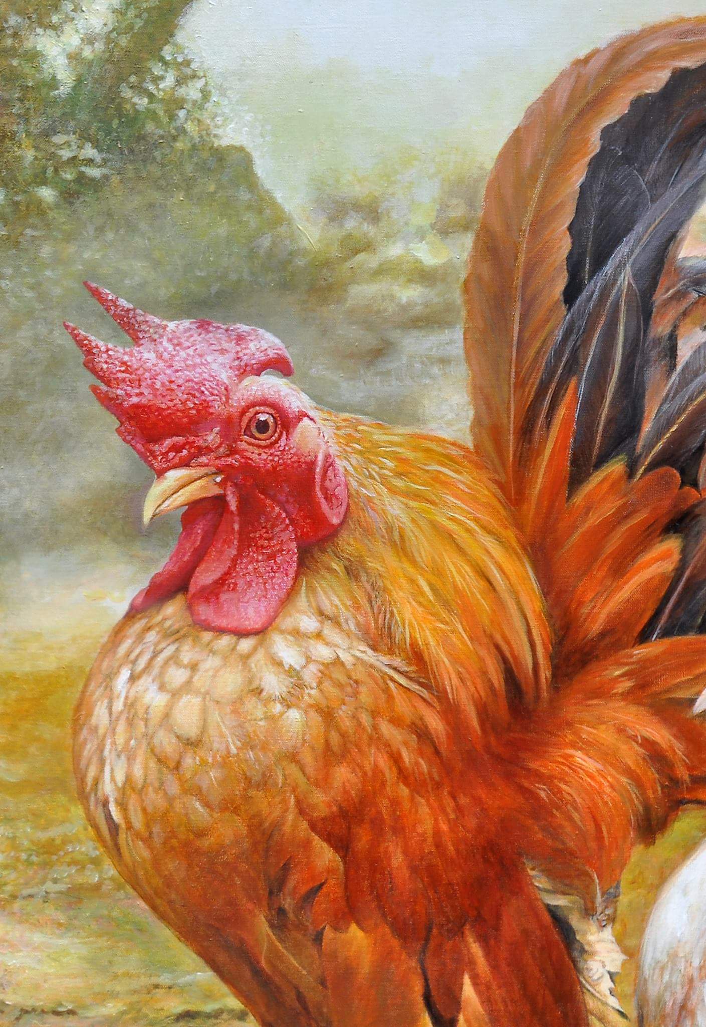 Ayam serama 2