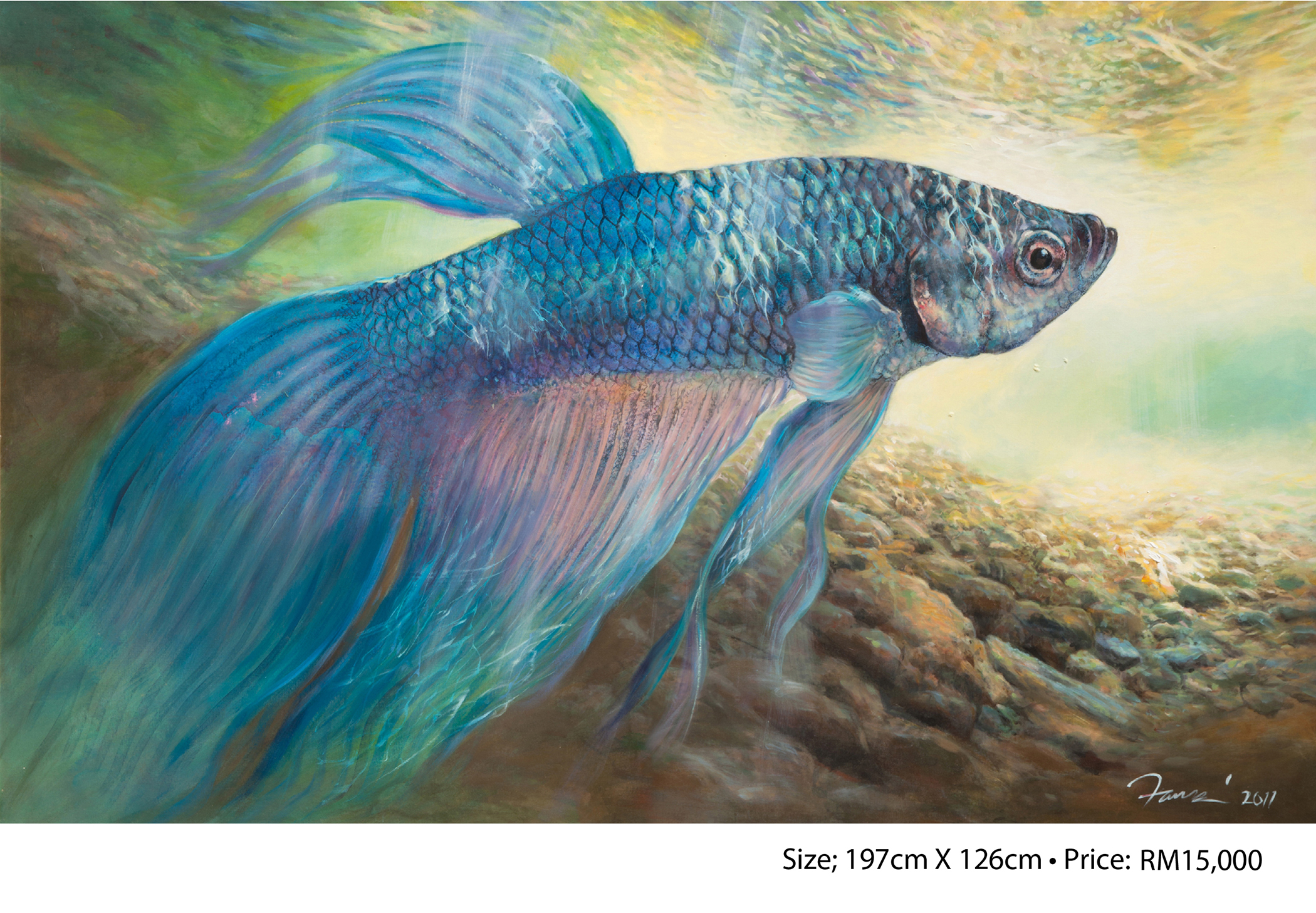 Betta Splendens 1