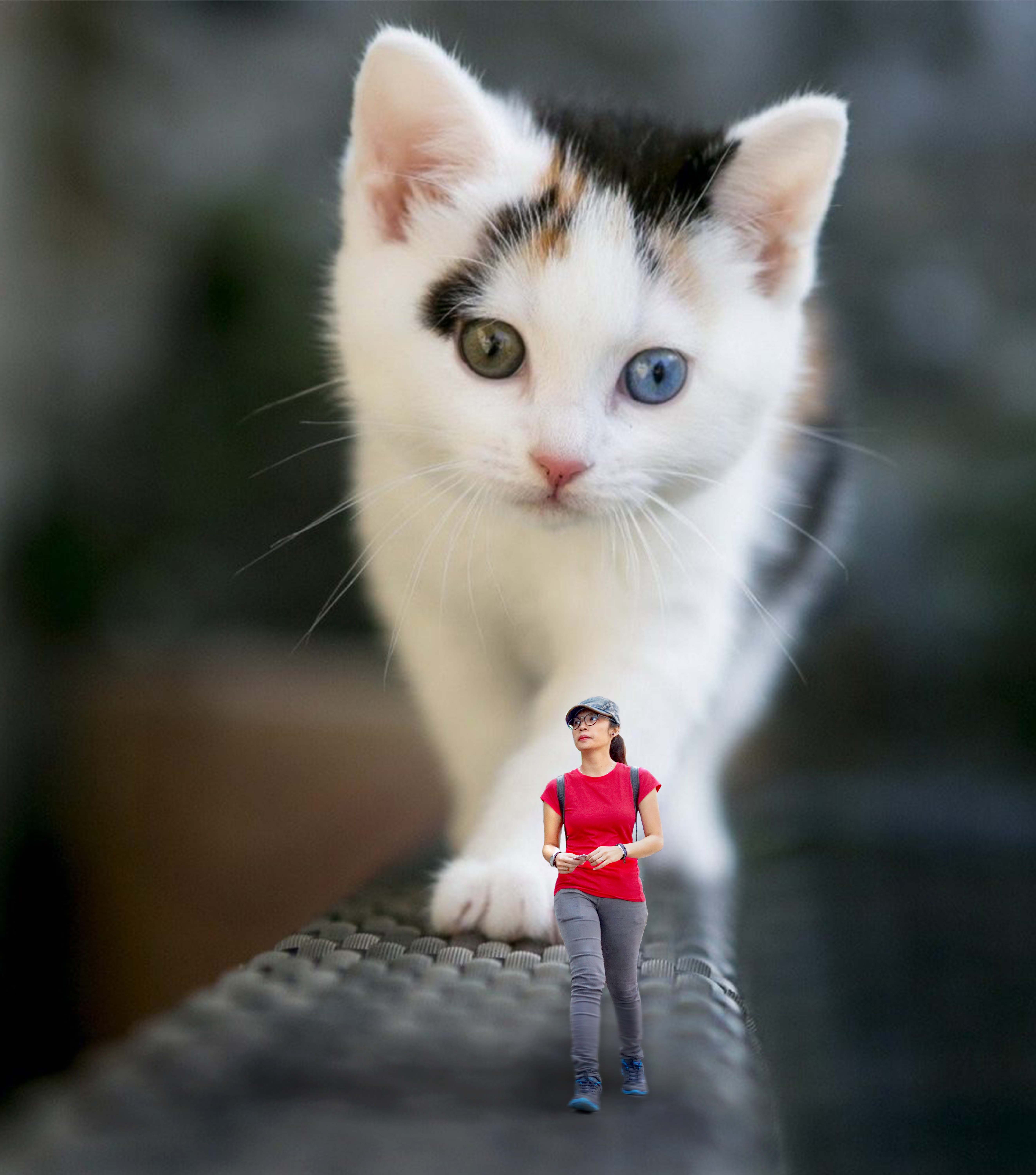 Kitten3FB2