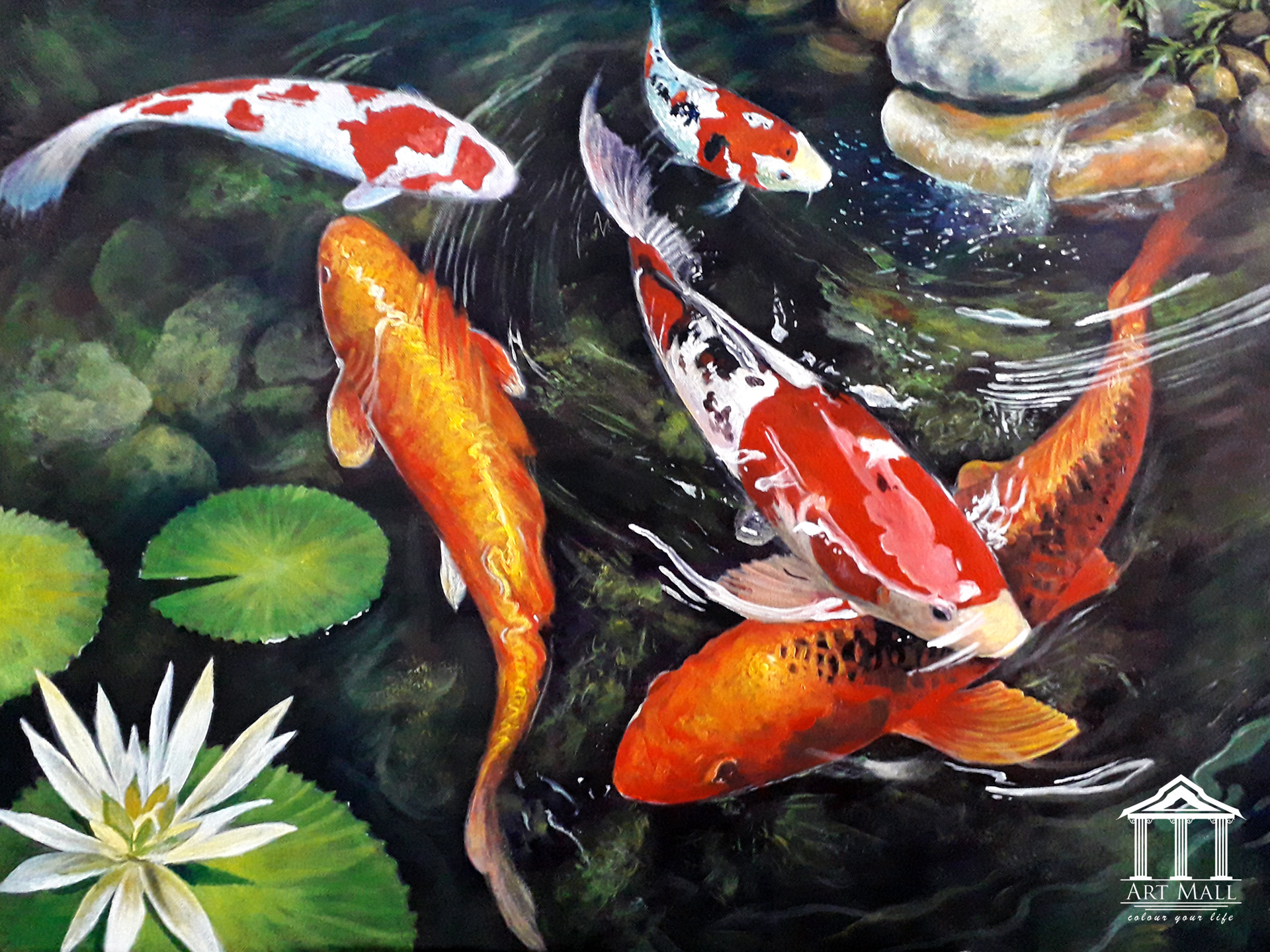 Koi 2x18in